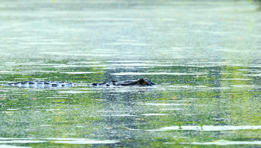 Floating Alligator Photograph by Travis Rogers