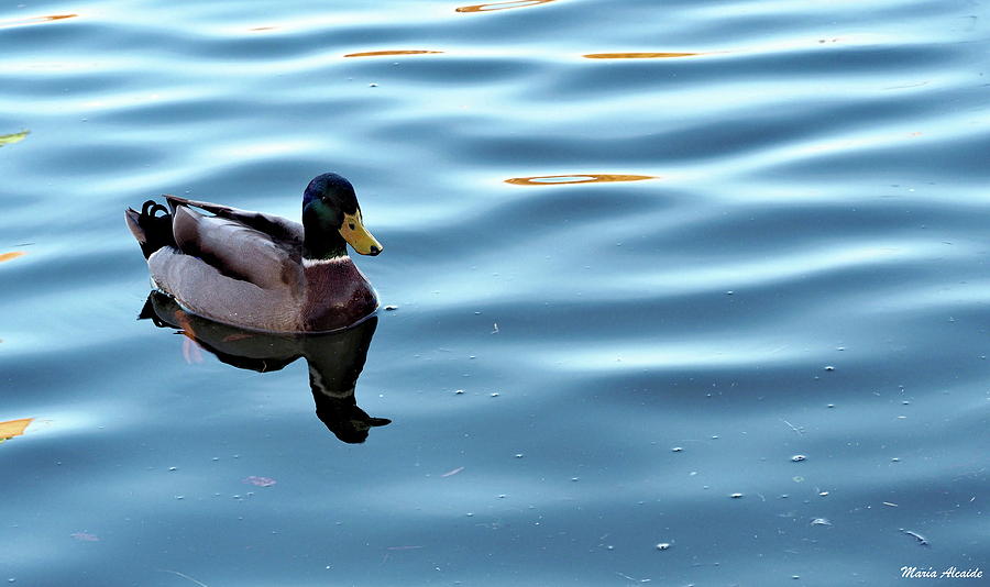 Floating Around Photograph by Maria Alcaide - Fine Art America