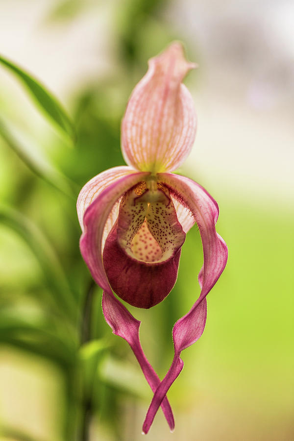 Floating Beauty Photograph by Calazone's Flics - Fine Art America