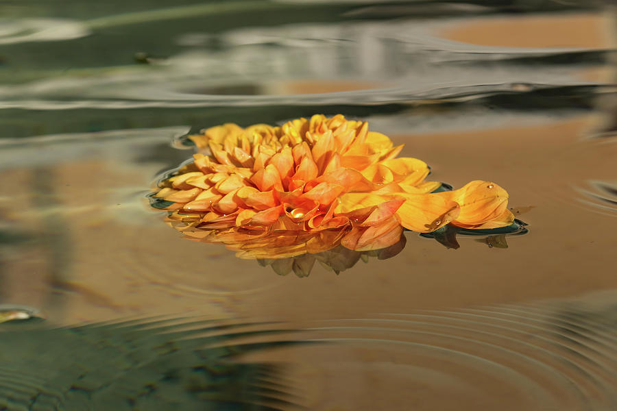 Floating Beauty - Hot Orange Chrysanthemum Blossom in a Silky Fountain Photograph by Georgia Mizuleva