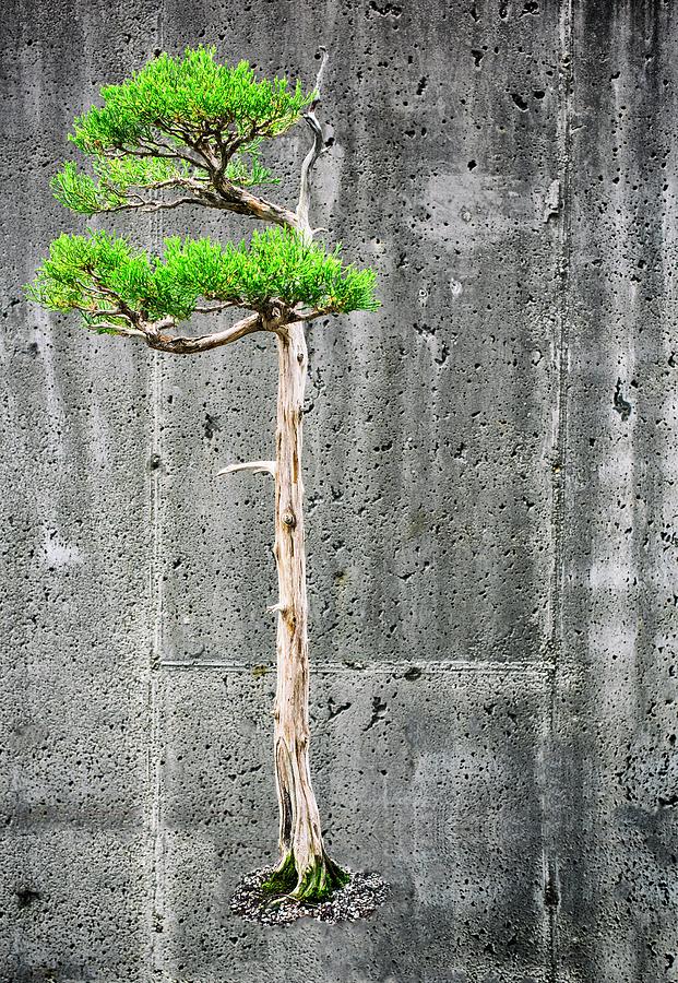 Floating Bonsai 1 by Geoff Coleman Floating Bonsai 1 by Geoff Coleman