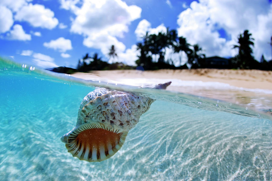 Beach Photograph - Floating Conch Shell by Sean Davey