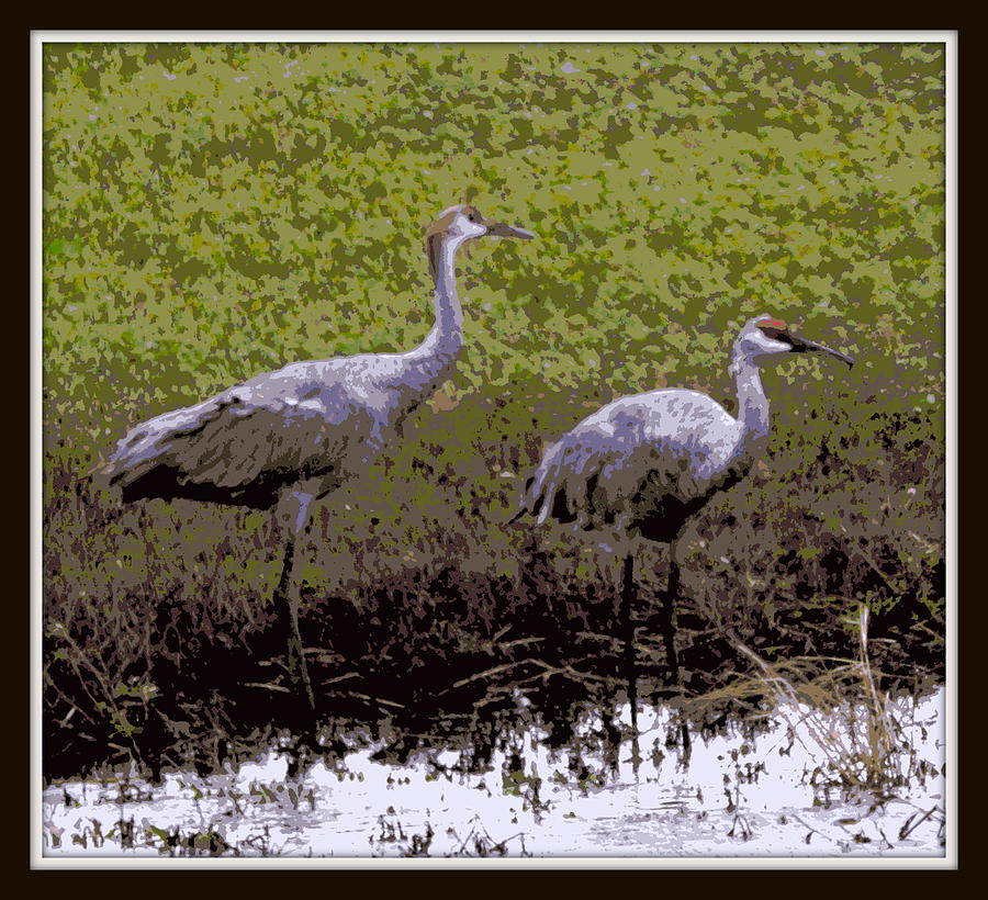 Floating Cranes Photograph by Kimberly Woyak