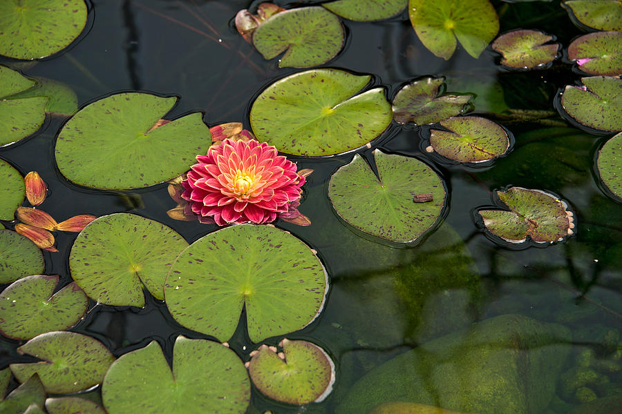 Floating Dahlia Photograph by Maria Dryfhout - Fine Art America