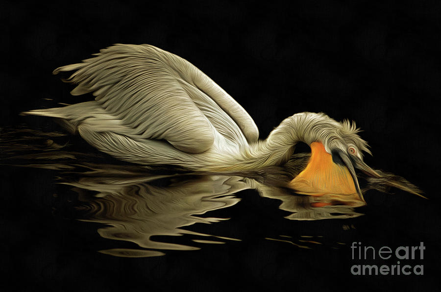 Pelican Digital Art - Floating Dalmatian pelican by Michal Boubin