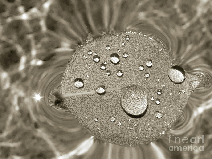 Floating Droplets Photograph by Kelly Holm