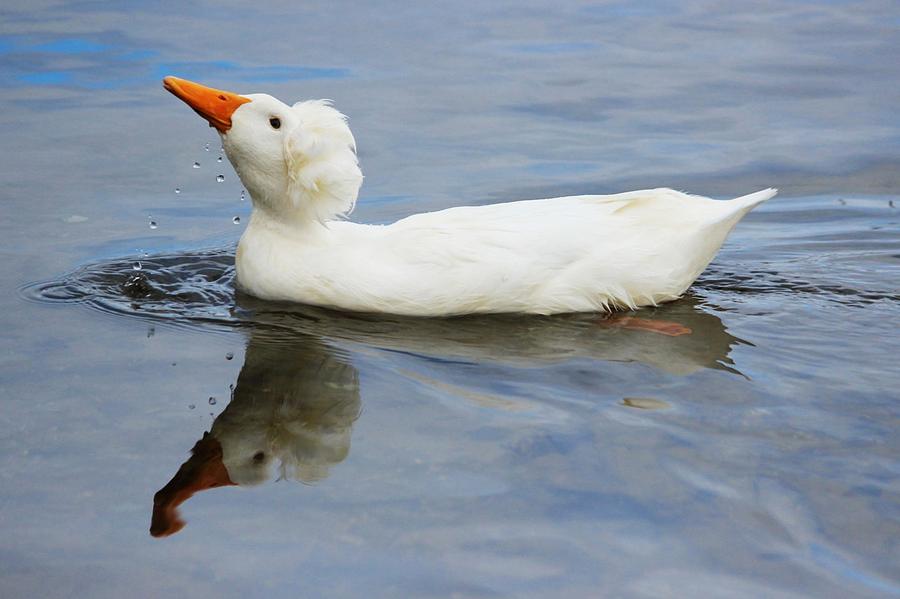 Floating Duck Photograph by Jewels Hamrick
