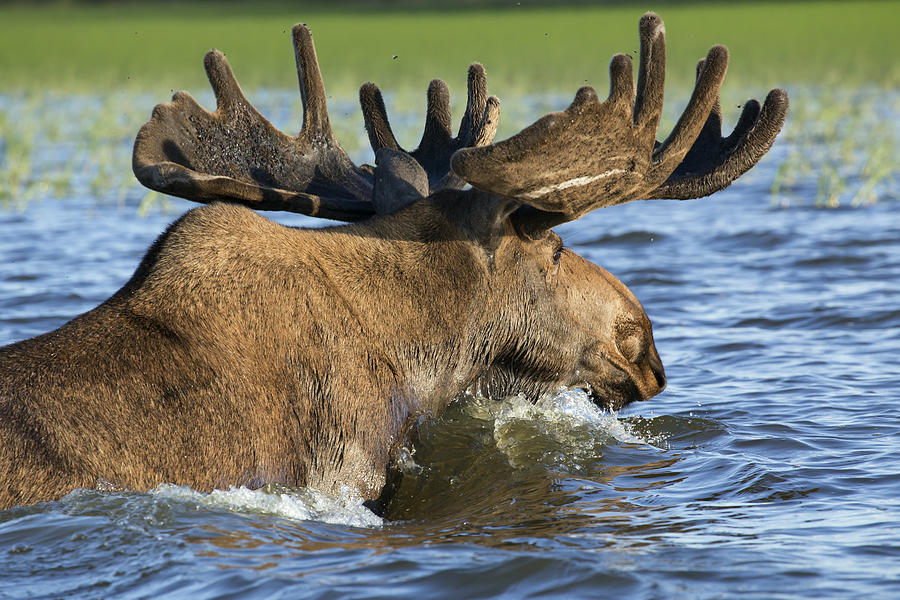 Floating elk. Photograph by Sergey Karpukhin | Fine Art America