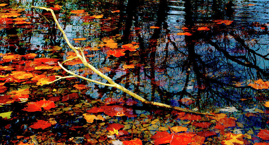 Floating Fall Colors Photograph by Paul W Faust - Impressions of Light