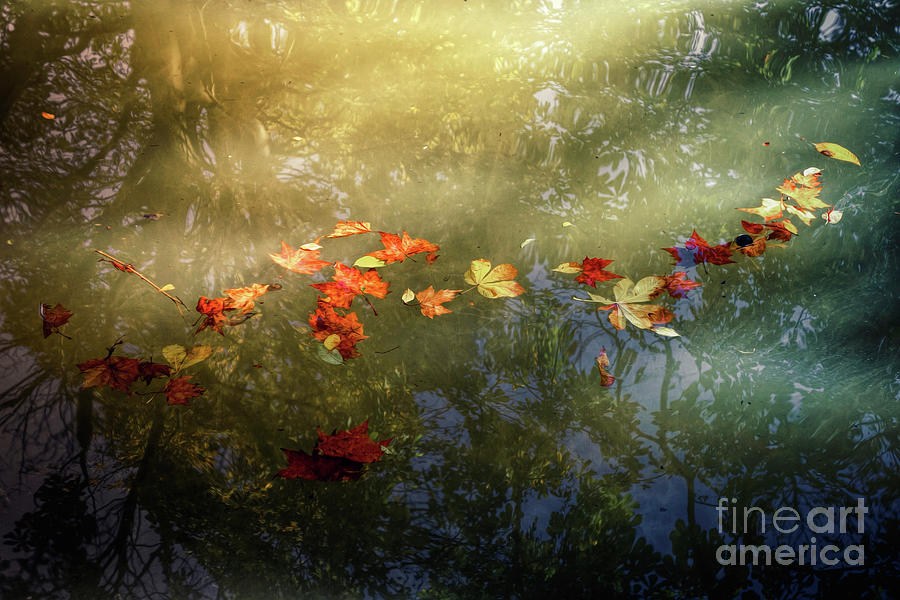 Fall Digital Art - Floating fallen leaves by Giuseppe Esposito