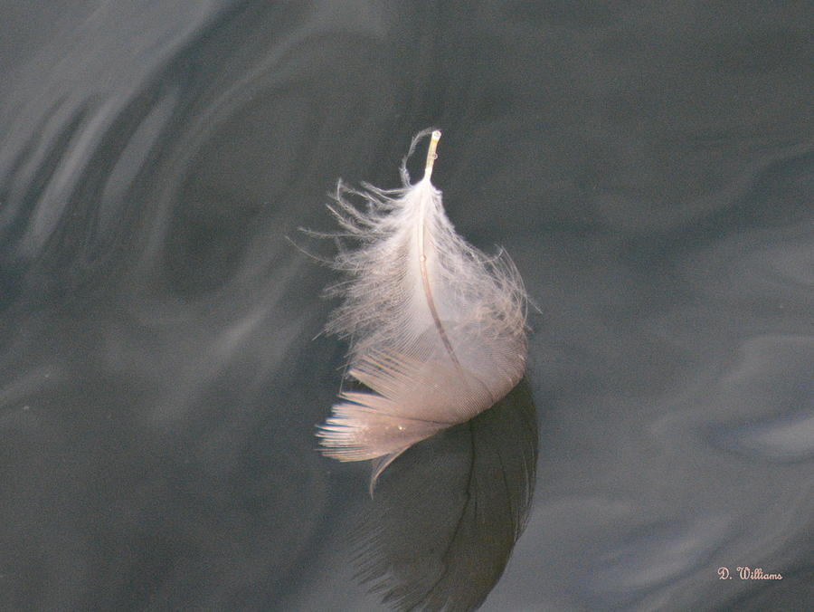 Floating Feather Photograph by Dan Williams