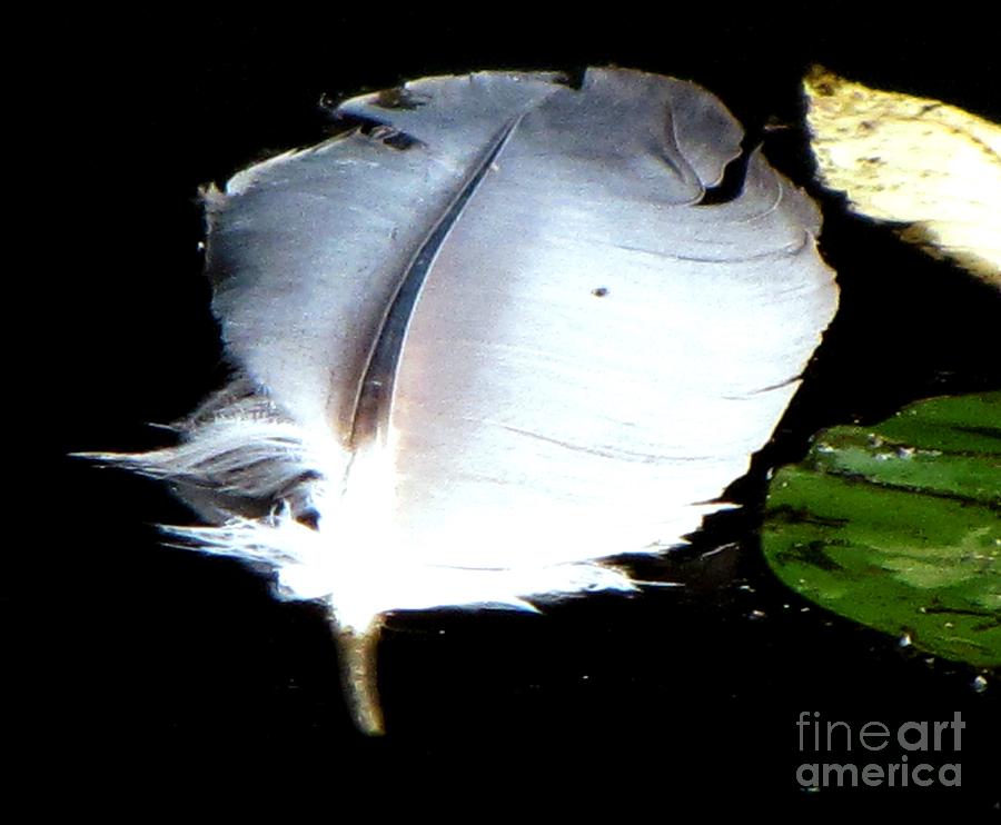 Feather Still Life Photograph - Floating Feather in Pond by Melissa Stoudt