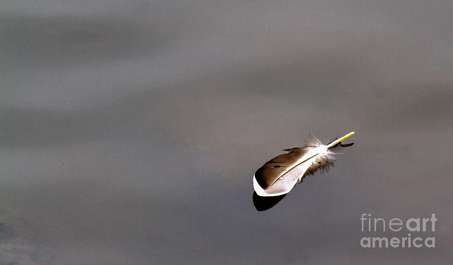 Floating Feather Photograph by Jale Fancey