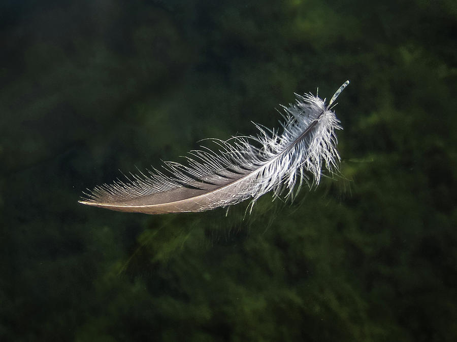 Floating Feather Photograph by Louise Lindsay