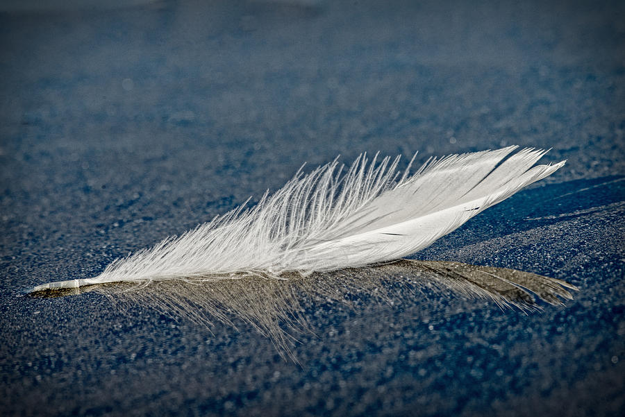 Floating Feather Reflection Photograph by Robert Potts