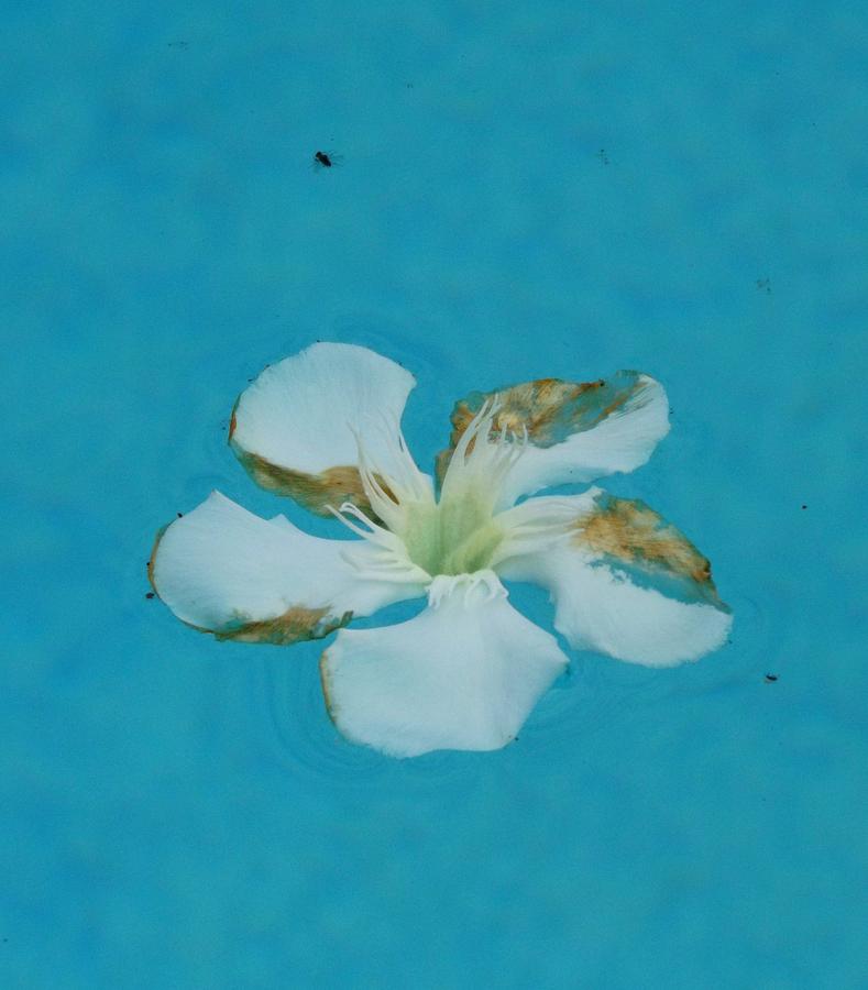 Floating Flower Photograph by Julie Pappas