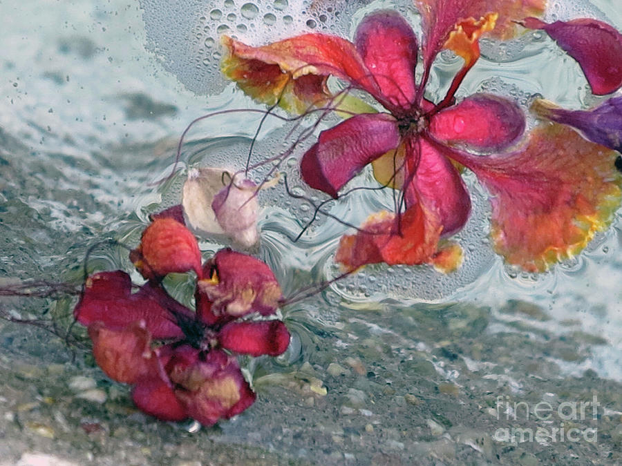 Floating Flowers Photograph by Hazel Vaughn
