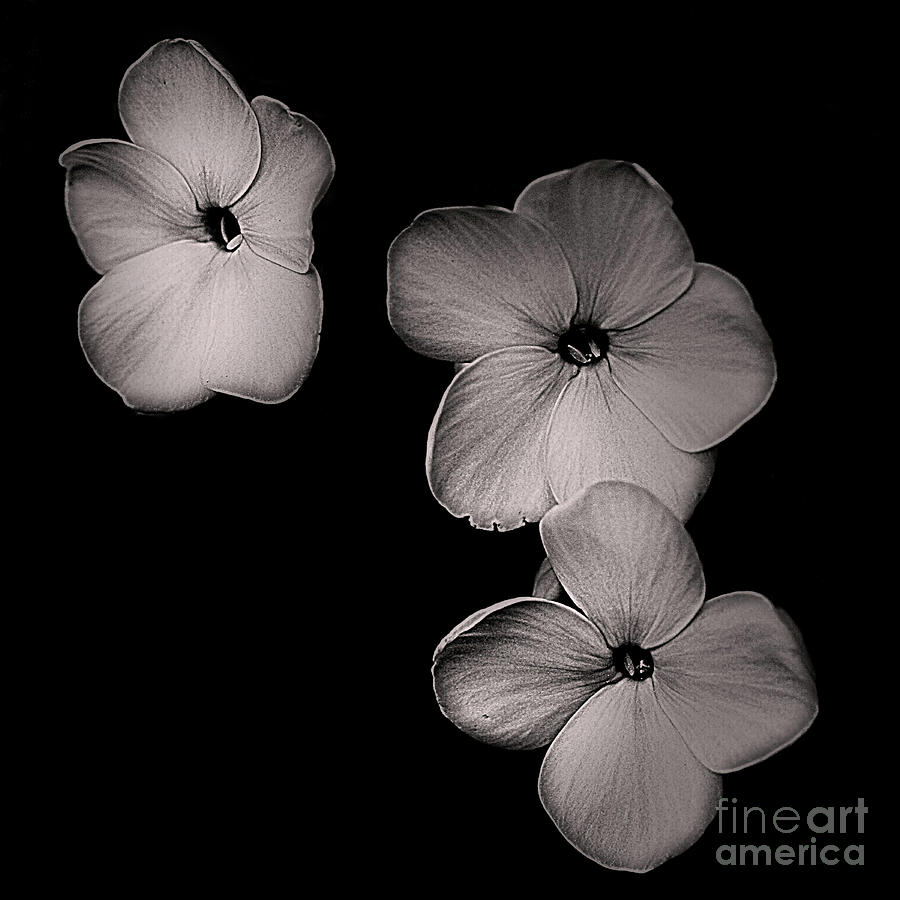 Floating Flowers In Black And White Photograph by Smilin Eyes Treasures