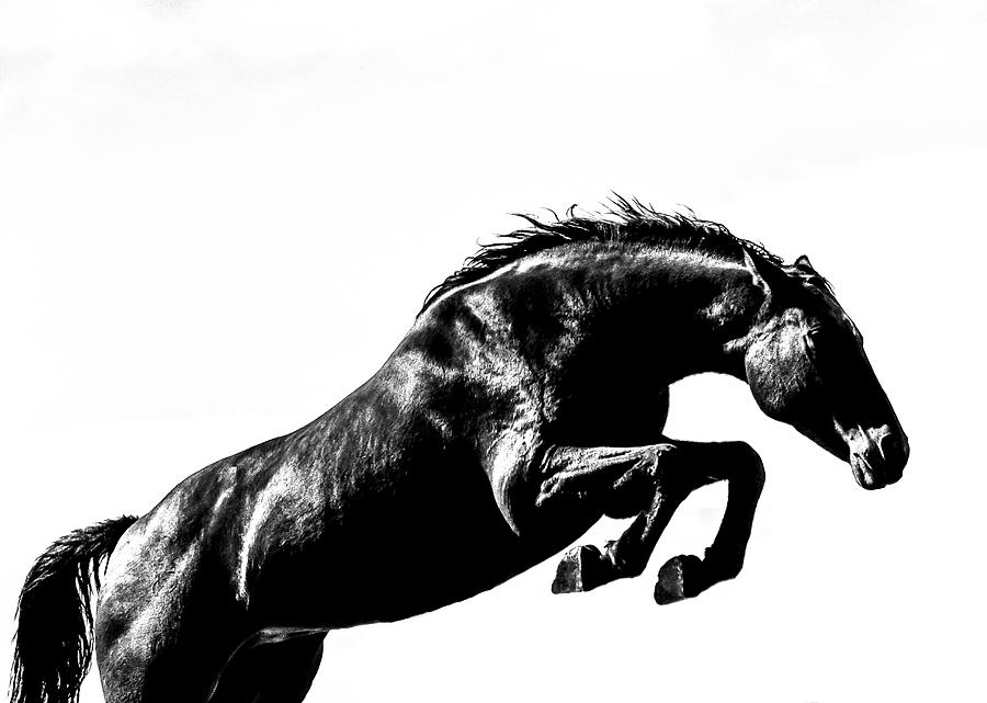 Horse Portraits Photograph - Floating Free by Kate Wiltshire