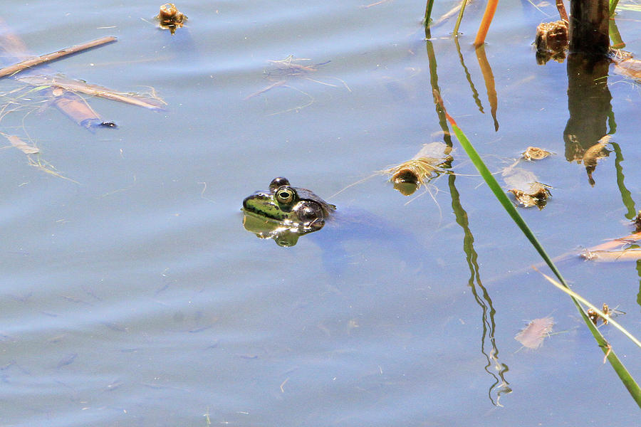 Floating Frog Photograph by Shoal Hollingsworth