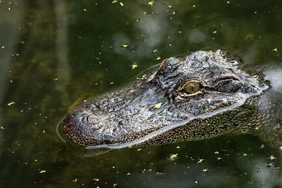 Floating Gator Photograph by Travis Rogers