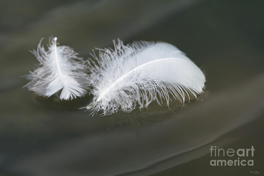 Floating Goose Feathers Photograph by Jennifer White