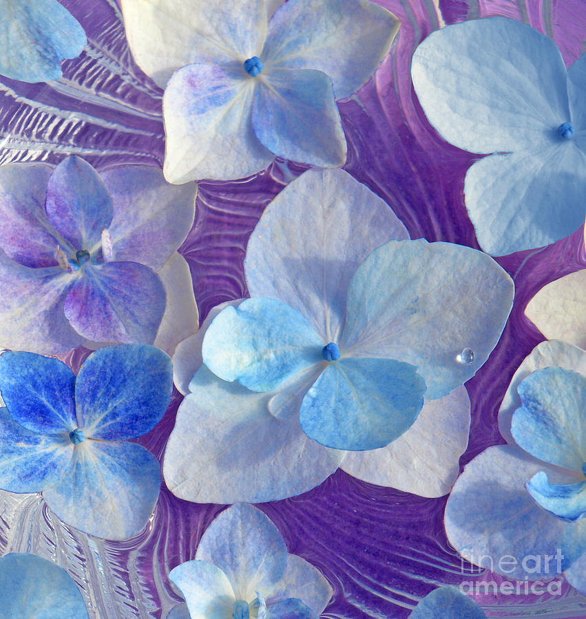 Nature Photograph - Floating Hydrangea Petals by Candy Frangella
