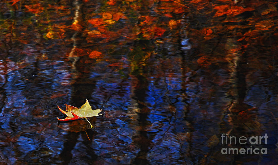 Floating in Fall Photograph by Randy Rogers