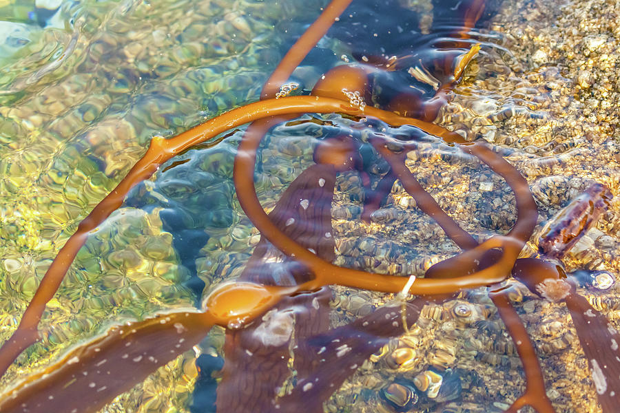 Floating Kelp Photograph by Jonathan Nguyen
