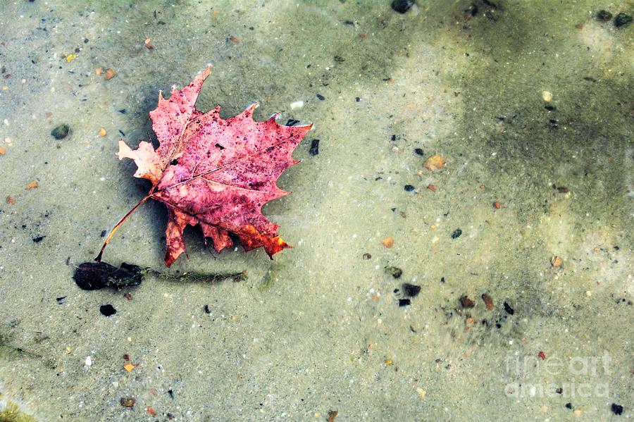 Fall Photograph - Floating Leaf by Amy Wilkinson