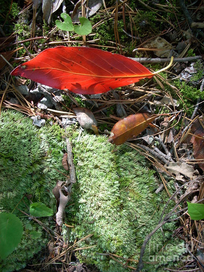 Summer Photograph - Floating Leaf by Beebe Barksdale-Bruner Summer Photograph - Floating Leaf by Beebe Barksdale-Bruner