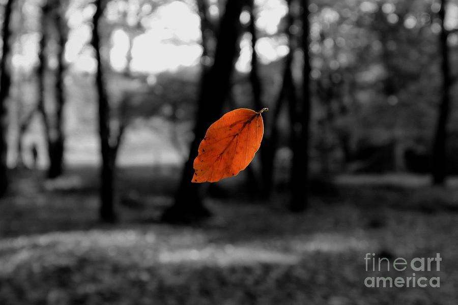 Fall Photograph - Floating Leaf by Carl Whitfield