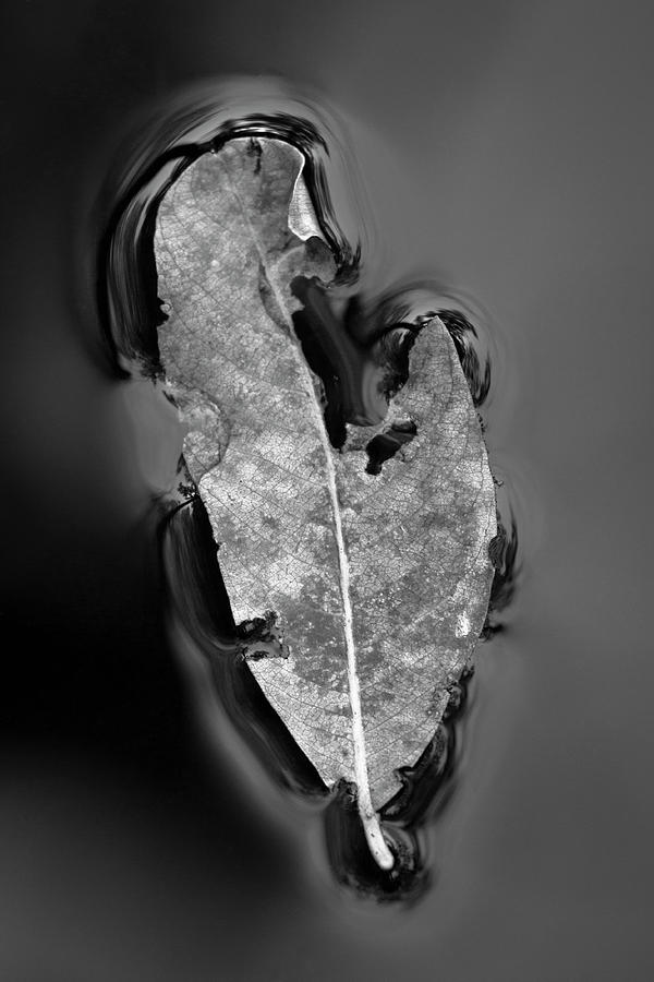 Floating leaf Photograph by Hitendra SINKAR