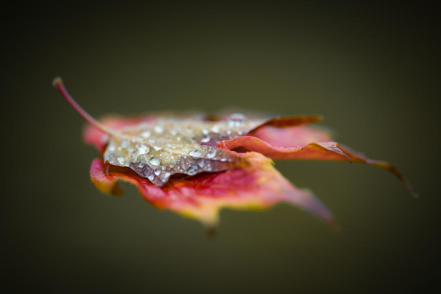 Floating leaf Photograph by Jakub Sisak