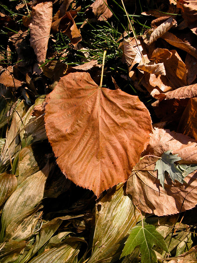 Floating Leaf Photograph by Mike Evangelist