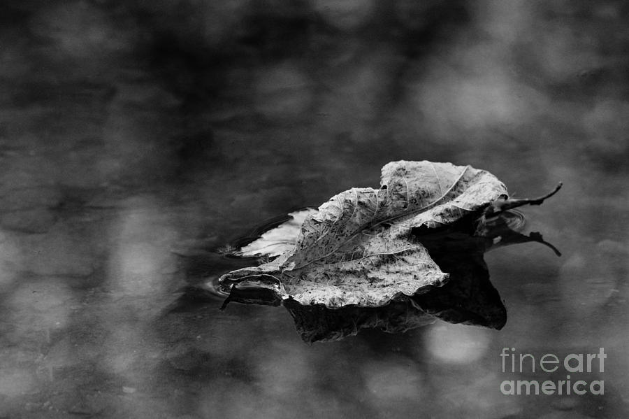 Floating Leaf No 1 2310 Photograph by Ken DePue