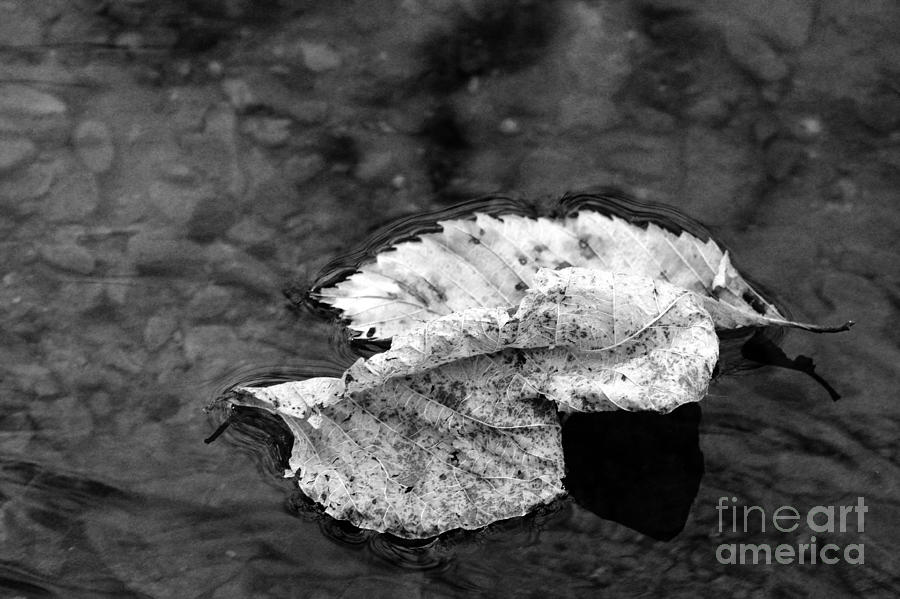 Floating Leaf No 2 2318 Photograph by Ken DePue