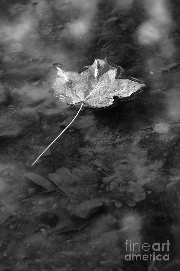 Floating Leaf No 3 2384 Photograph by Ken DePue