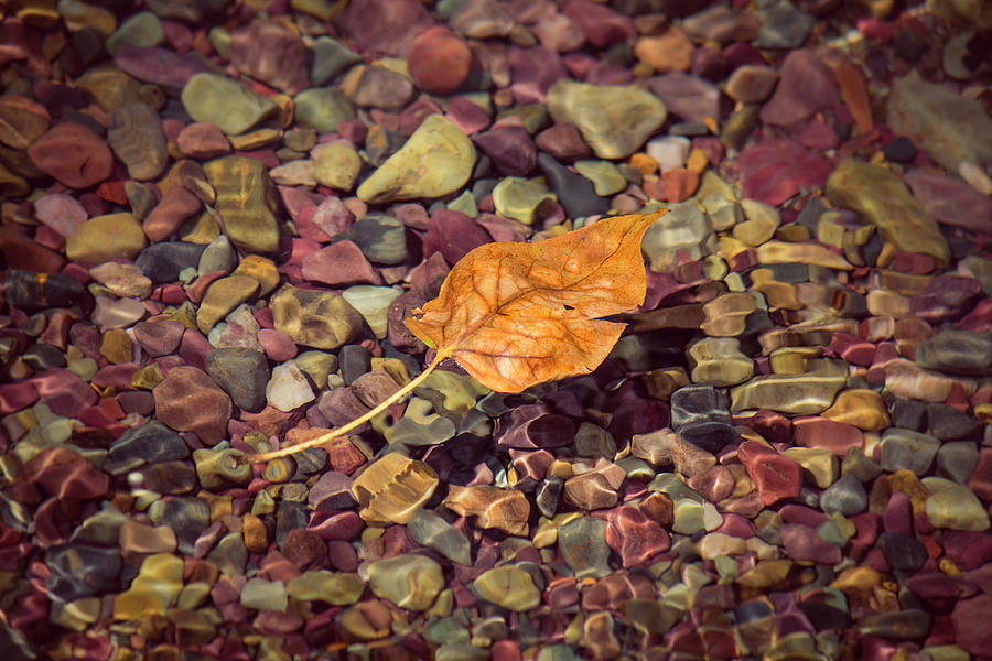Floating Leaf Photograph by Teresa Wilson