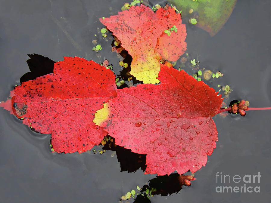Floating Leaf Trio Photograph by Beth Myer Photography