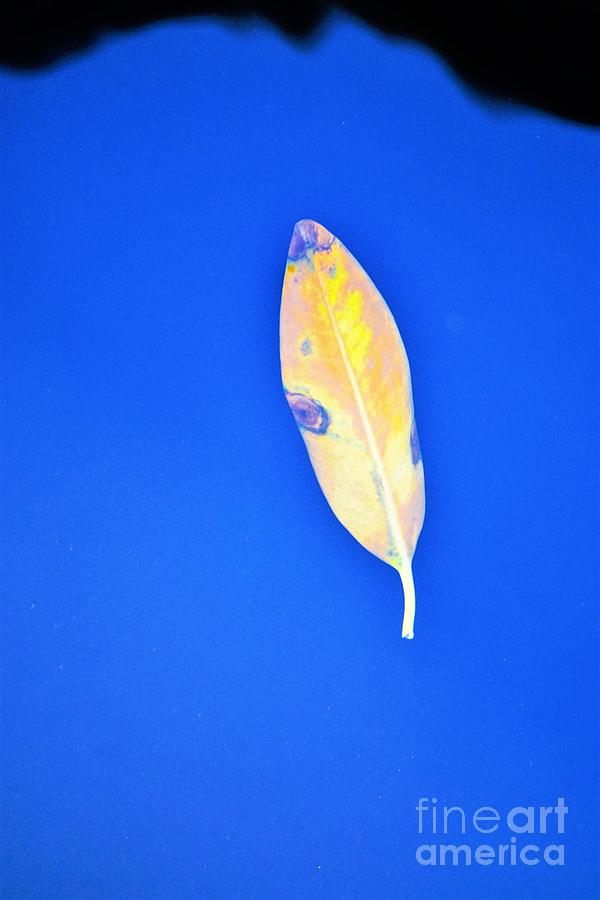 Floating Leaf1 Photograph by Merle Grenz