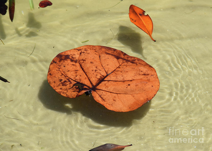 Floating Leaves 1 Photograph by William Tasker Fine Art America