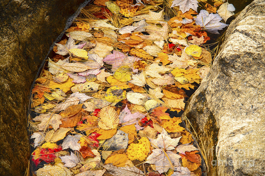 Floating Leaves Photograph by Alana Ranney