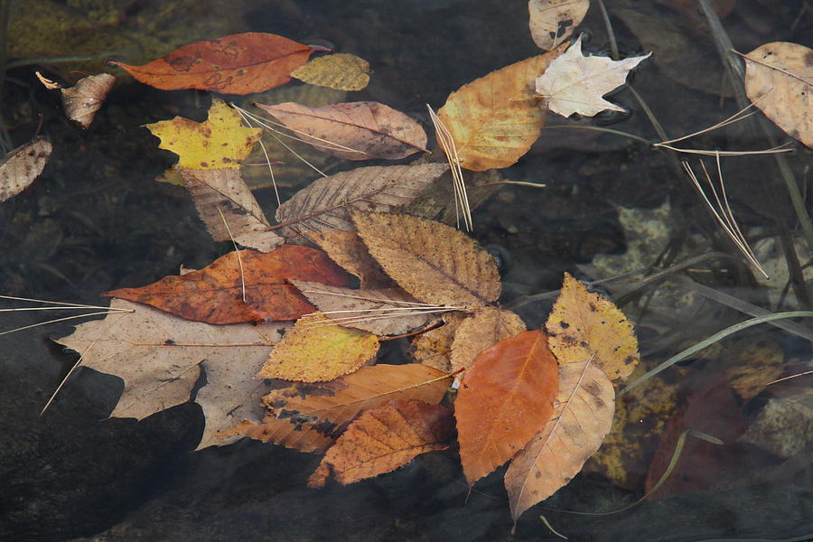Floating Leaves Photograph by Doris Potter