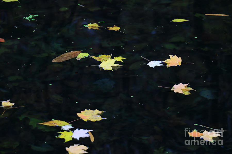 Floating Leaves II Photograph by Mary Haber