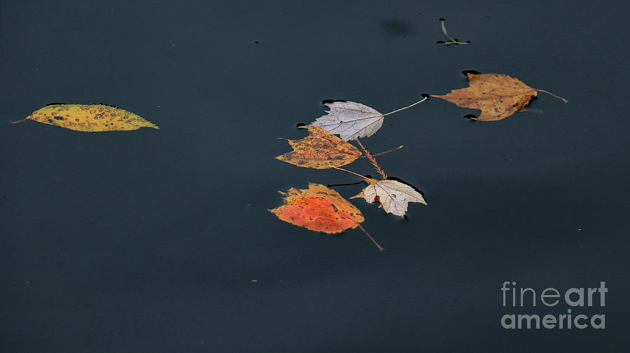 Floating Leaves III Photograph by Mary Haber