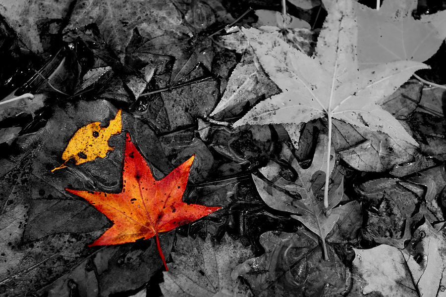 Floating Leaves Photograph by Jason Blalock