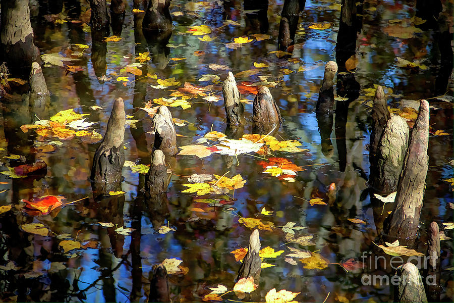 Fall Photograph - Floating Leaves by Karen Jorstad