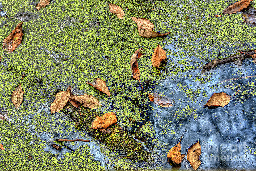 2009 Photograph - Floating Leaves by Larry Braun 2009 Photograph - Floating Leaves by Larry Braun