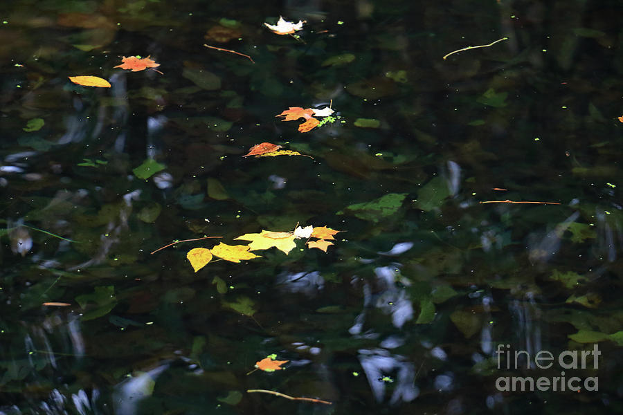 Floating Leaves Photograph by Mary Haber